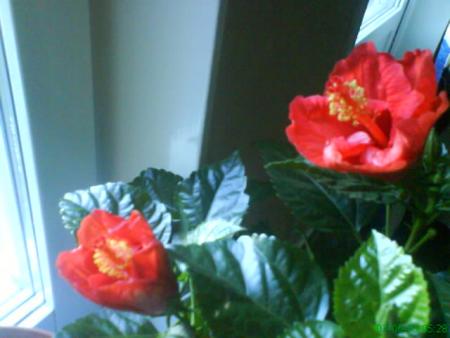 gallery_10973_646_22285.jpg