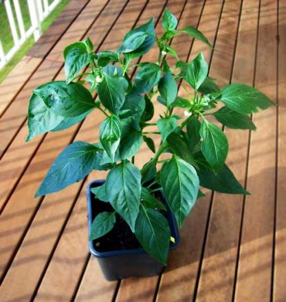 gallery_5306_206_34777.jpg