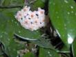 tn_gallery_6705_650_6283.jpg