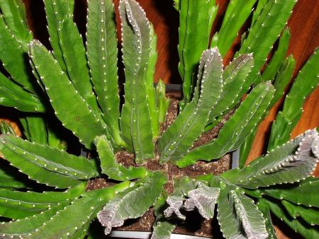 gallery_10885_619_167077.jpg