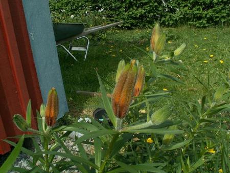 gallery_3388_651_12981.jpg