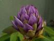 tn_gallery_3388_651_39172.jpg