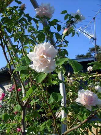 gallery_5307_533_109072.jpg