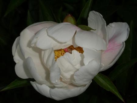 gallery_5307_535_24516.jpg