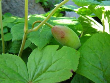 gallery_9372_655_10454.jpg