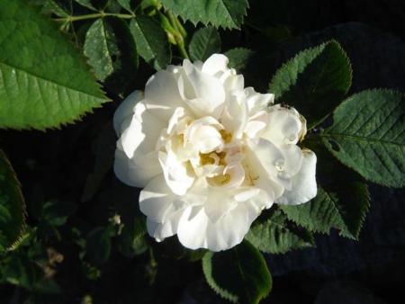 gallery_9372_655_39453.jpg