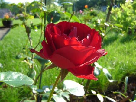 gallery_9372_655_65145.jpg