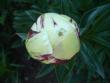 tn_gallery_9372_655_7885.jpg