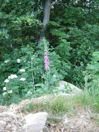 gallery_9372_655_48607.jpg
