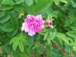 tn_gallery_559_611_484.jpg