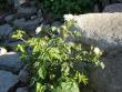 tn_gallery_9372_655_44649.jpg