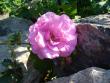tn_gallery_9372_655_44677.jpg
