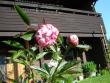 tn_gallery_9372_655_4994.jpg