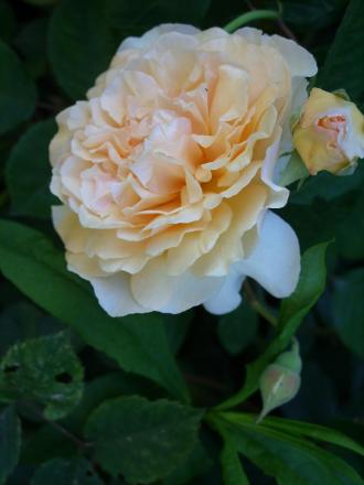 gallery_5307_5_50889.jpg