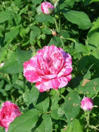 gallery_5307_5_6002.jpg