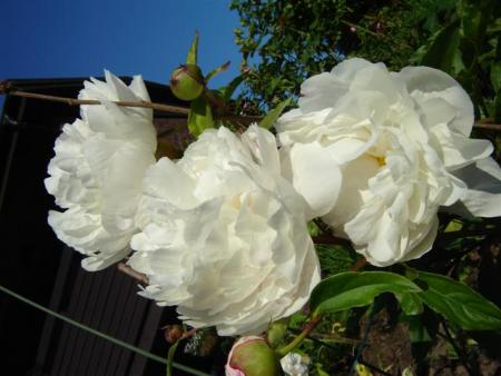 gallery_9372_655_30828.jpg