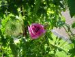 tn_gallery_9372_655_13254.jpg