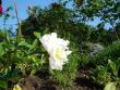 tn_gallery_9372_655_13758.jpg