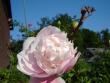 tn_gallery_9372_655_16888.jpg