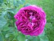 tn_gallery_9372_655_3834.jpg