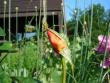 tn_gallery_9372_655_38728.jpg