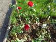 tn_gallery_9372_655_77617.jpg