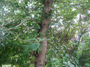 gallery_11027_663_18739.jpg