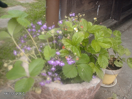 gallery_9461_278_1009.jpg