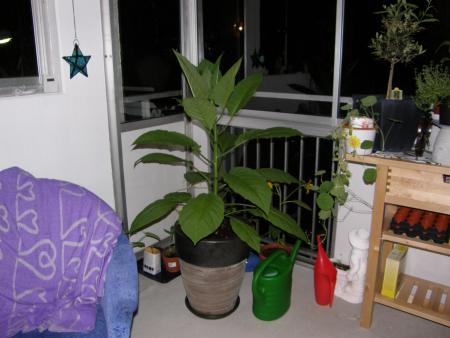 gallery_8471_277_27269.jpg