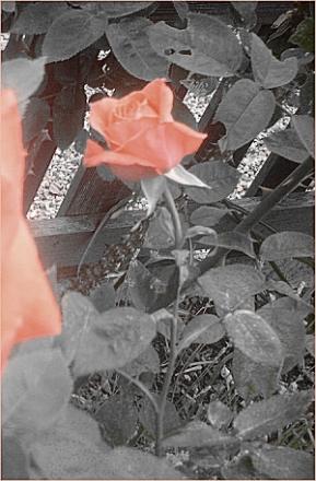 gallery_9461_278_87669.jpg