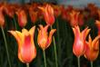 tn_gallery_6602_662_35489.jpg