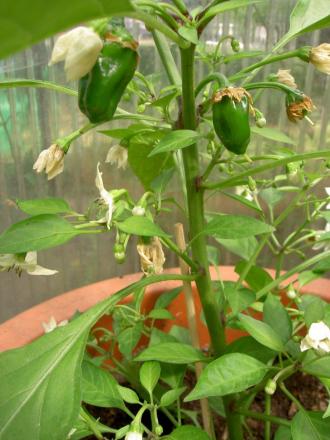 gallery_1251_274_151524.jpg
