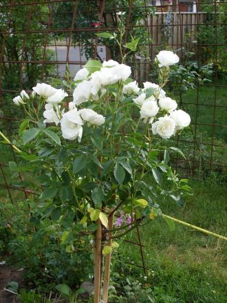gallery_5307_533_135666.jpg