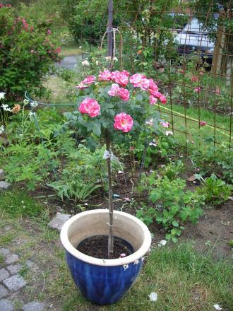 gallery_5307_533_170671.jpg