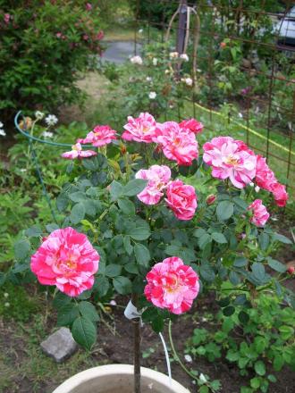 gallery_5307_533_32156.jpg