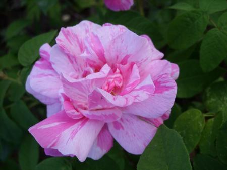 gallery_5307_533_35150.jpg