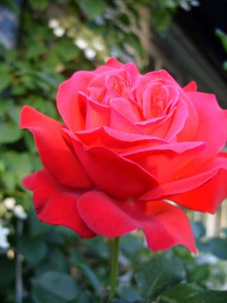 gallery_5307_533_59440.jpg