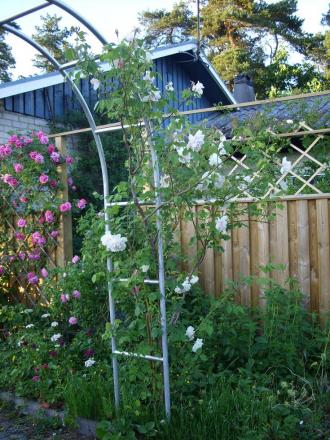 gallery_5307_533_61510.jpg