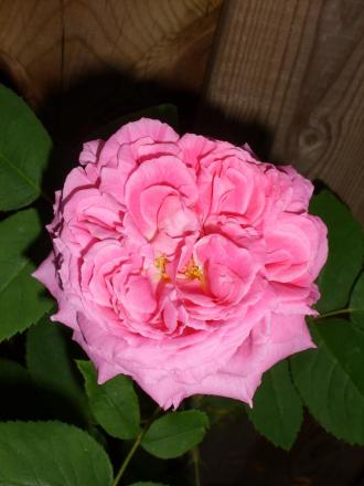 gallery_5307_533_62860.jpg