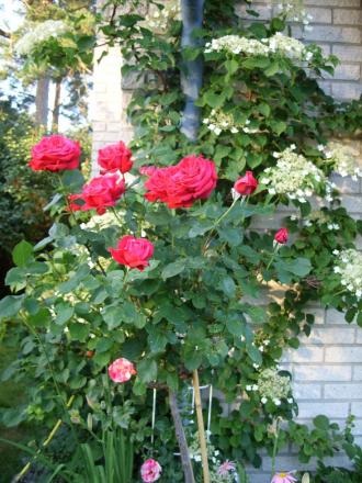 gallery_5307_533_66918.jpg