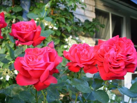 gallery_5307_5_13707.jpg