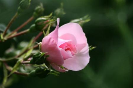 gallery_5447_41_22601.jpg