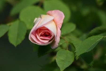 gallery_5447_41_22911.jpg
