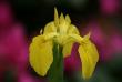 tn_gallery_5447_41_16356.jpg