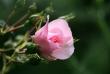 tn_gallery_5447_41_22601.jpg