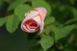 tn_gallery_5447_41_22911.jpg