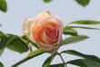 tn_gallery_5447_41_9102.jpg
