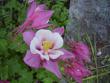 tn_gallery_579_35_48779.jpg