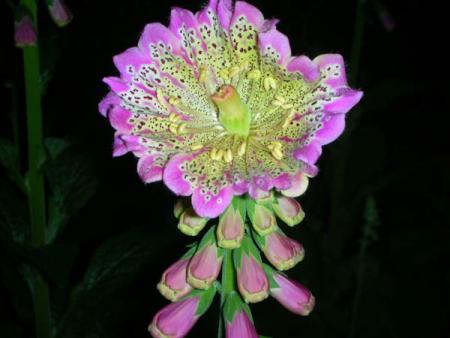 gallery_2821_673_63249.jpg