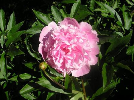 gallery_5006_626_17542.jpg
